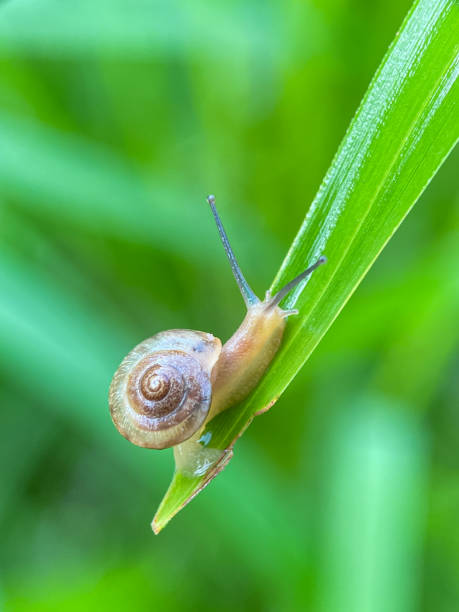 istock Close up of small snails 2186209071
