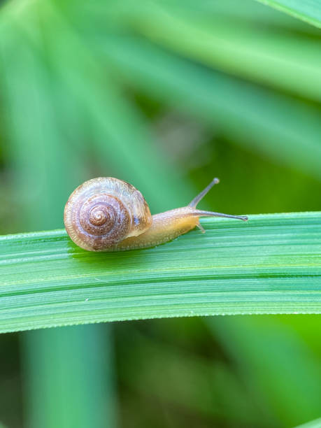istock Close up of small snails 2186209148
