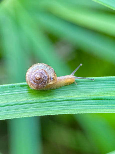 istock Close up of small snails 2186209196
