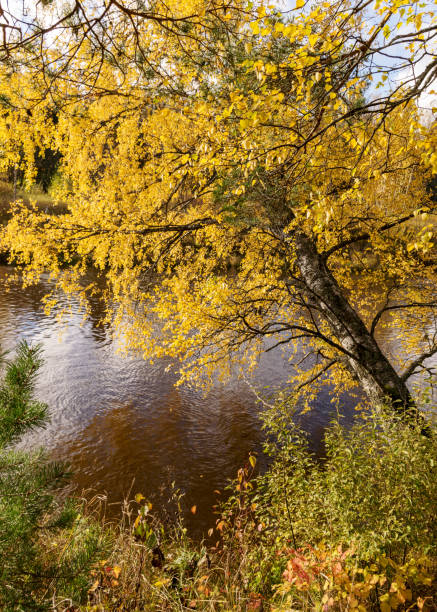 autumn landscape with yellow birch, tree bent over the river, Gauja river, Latvia