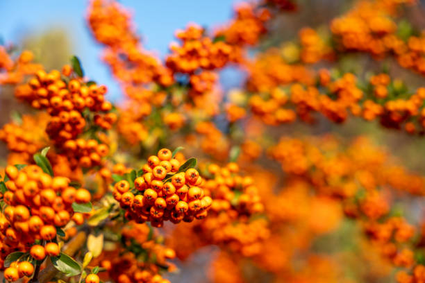 Tree with orange sea buckthorn berries in full bloom. The bright orange color of the berries contrasts with the green leaves of the tree. The concept of freshness and vitality as the tree is in full bloom.