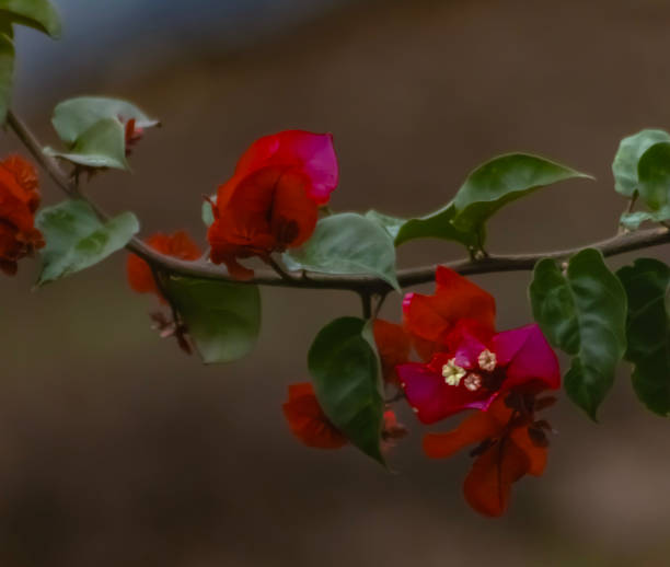 Spring flower or tres marias on a day of light rain with a blurred background / Bougainvillea / Bougainvillea glabra / Primavera / Bouganvile / Bouganvília / Ceboleiro / Flor-de-papel / Pataguinha / Pau-de-roseira / Roseiro / Roseta / Santa-rita / Ever-glossy / Três-marias / Bougainvillea glabra var. Heimerl spring flower or tres marias on a day of light rain with a blurred background / bougainvillea / bougainvillea glabra / primavera / bouganvile / bouganvília / ceboleiro / flor-de-papel / pataguinha / pau-de-roseira / roseiro / roseta / santa-rita / ever-gl