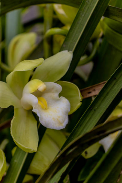 orchid / green orchid / red orchid / Cymbidium / Cymbidium iridioides / Cymbidium ensifolium / Cymbidium goeringii / Cymbidium aloifolium / Cymbidium floribundum / Cymbidium tracyanum / Cymbidium sinense / Cymbidium dayanum / Cymbidium kanran / Cymbidium eburneum / Cymbidium erythraeum / Cymbidium tigrinum / Cymbidium hookerianum / Cymbidium iridioides / Cymbidium mastersii orchid / green orchid / red orchid / cymbidium / cymbidium iridioides / cymbidium ensifolium / cymbidium goeringii / cymbidium aloifolium / cymbidium floribundum / cymbidium tracyanum / cymbidium sinense / cymbidium dayanum / cymbidium kanran / cymbidium