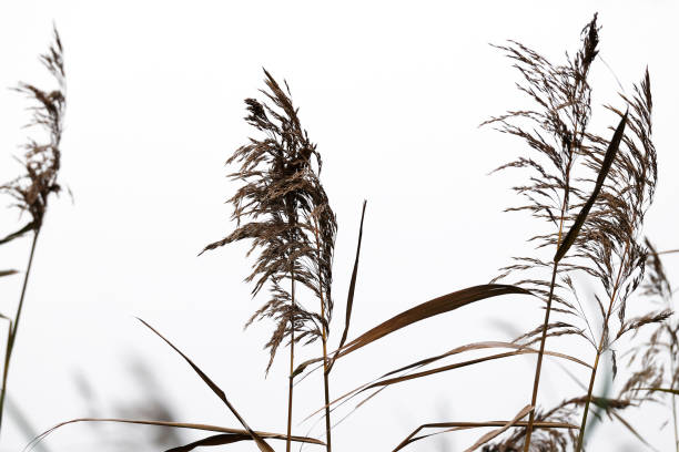 istock Common Reed (Phragmites australis) in winter against white Sky 2186213840