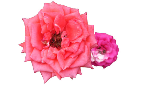 A close up of Rosa lucieae red flower with a white background