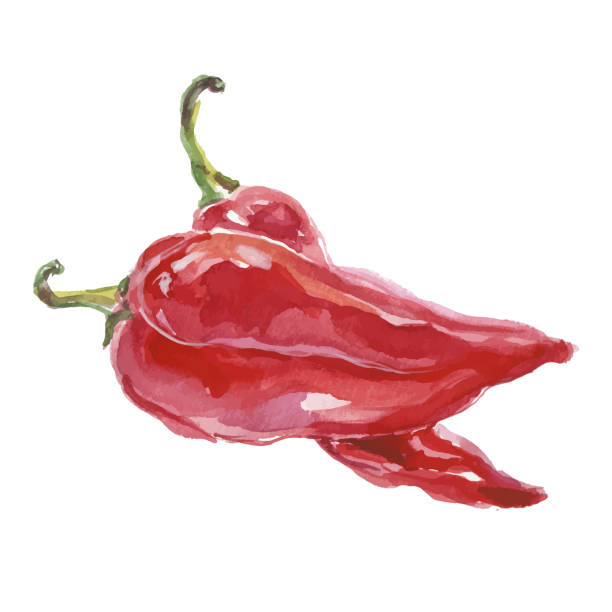 istock Vector Watercolor painted pepper. Hand drawn fresh food design element isolated on white background. 2186214411