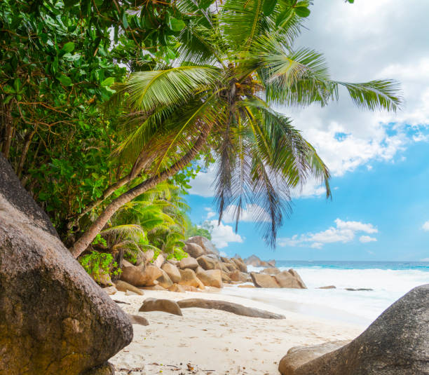 Palm trees and granite boulders in a tropical beach. Seychelles, Indian Ocean, Africa