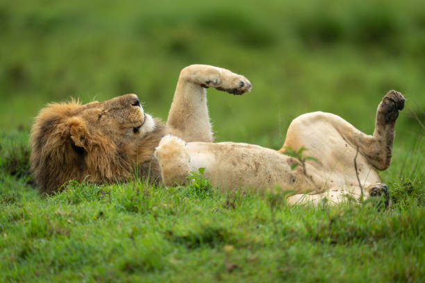 istock Male lion lies on back in savannah 2186223912
