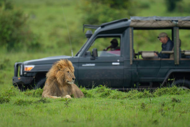 Lion - Panthera leo king of the animals. Lion - the biggest african cat, lioness laying in the savannah with open jaws in Masai Mara National Park in Kenya Africa, safari car in the background.