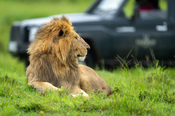 istock Male lions safari 2186223956