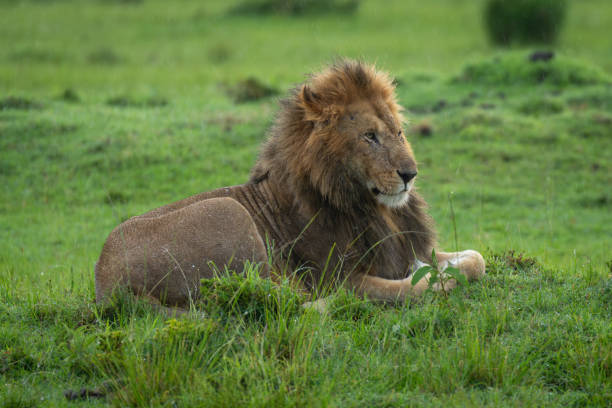 istock Male lion lies on mound in rain 2186223964