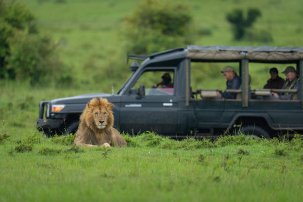 istock Male lions safari 2186224032