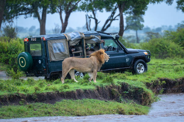 istock Male lions safari 2186224220