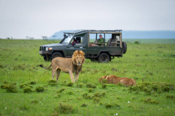 istock Male lions safari 2186224222