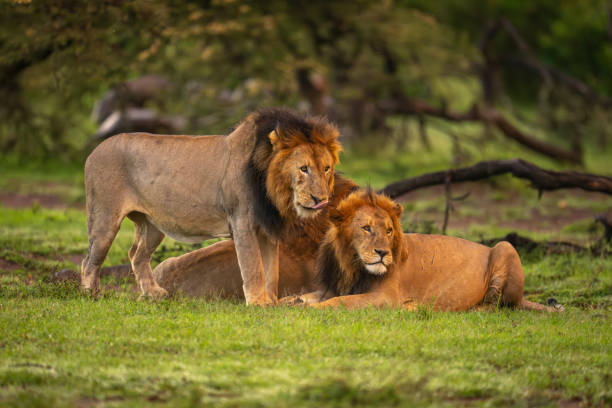 istock Male lion stands by two others lying 2186224232