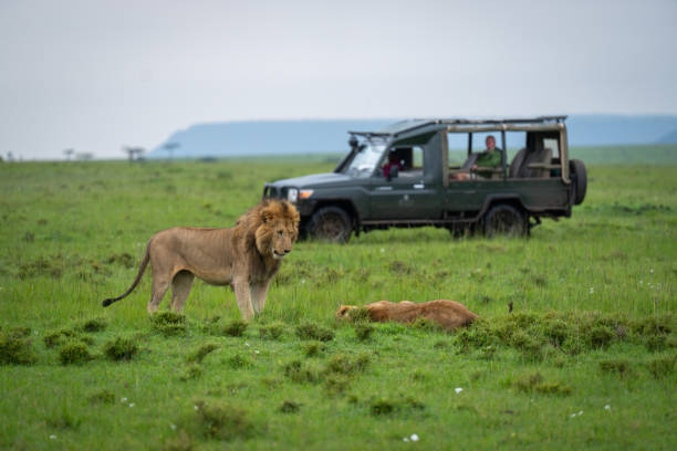 istock Male lions safari 2186224299