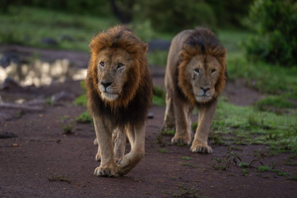Male lion walks past waterhole with others