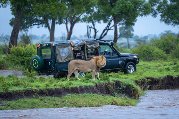 istock Male lions safari 2186225160