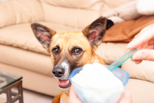 Dog looks at a cup of ice cream that a woman is holding in her hand, the dog hopes that he will get some.