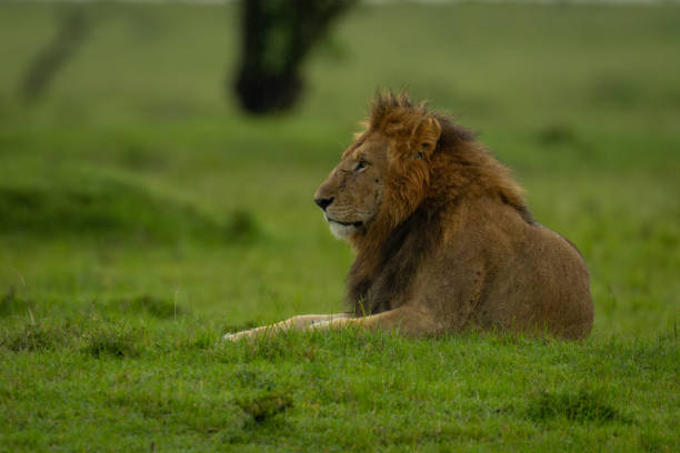 istock Male lions safari 2186229583