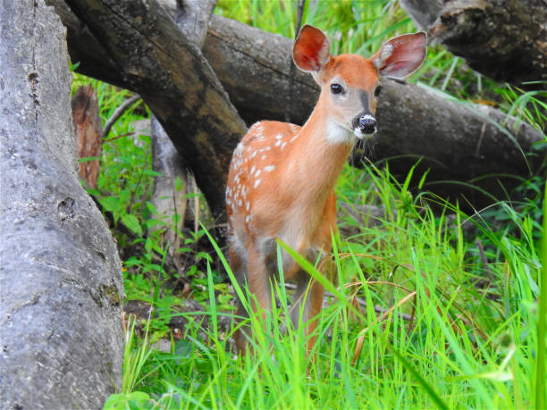 istock Baby Deer Standing in Lush Green Woods 2186230950