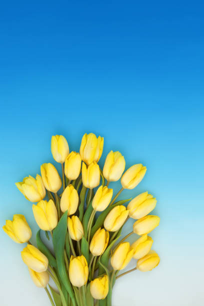Yellow Tulip flower bouquet of Spring and Easter on gradient blue white background, floral seasonal nature composition.