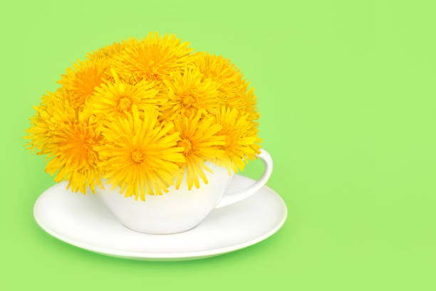 Dandelion flower surreal arrangement in white cup and saucer on green. Natural herbal medicine for gut health and immune system support. Anti inflammatory, antioxidant.