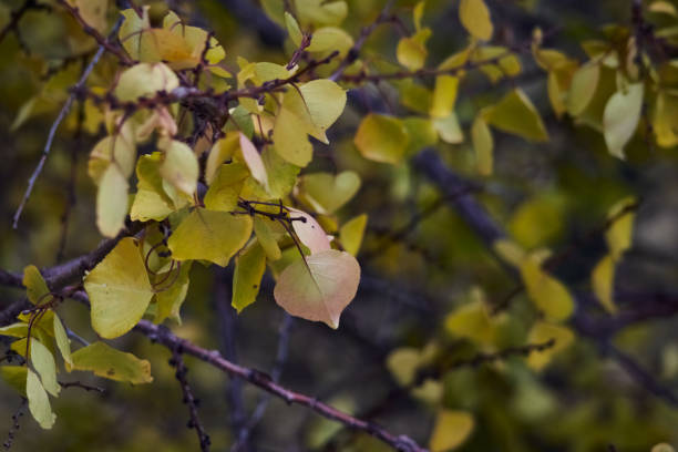 istock Autumn leaves on tree branches in sunlight, close-up. 2186236628