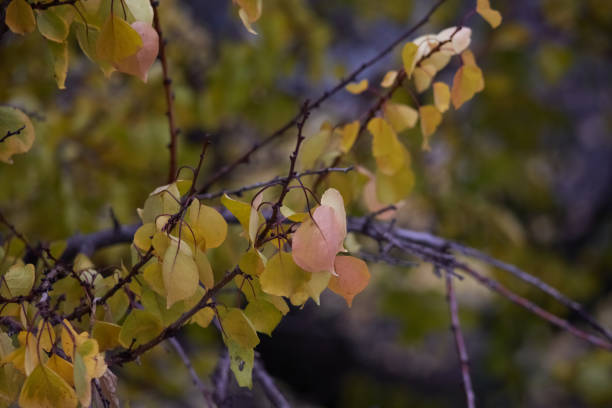istock Yellow leaves on tree branches shine in the morning sunlight. 2186236632