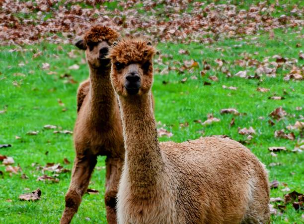Known for their strength and stamina the alpacas fur is used as a material to fashion scarfs, sweaters and hats