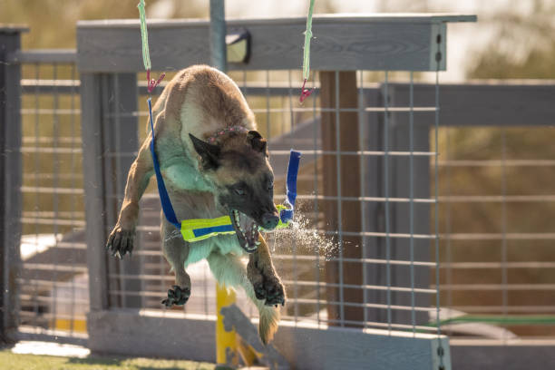 Malinois knocks the toy off but doesn't grab it during dock diving fun