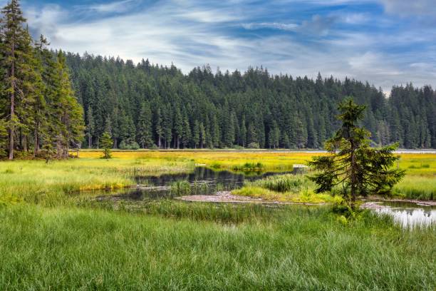 istock Big Arbersee in the Bavarian Forest National Park 2186239640