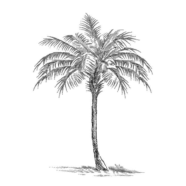 istock Hand-drawn sketch of palm tree in black isolated on white background. 2186240027