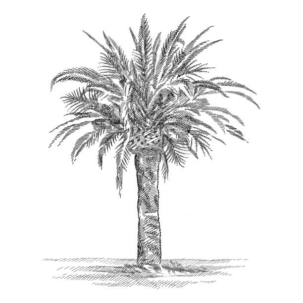 istock Hand-drawn sketch of palm tree in black isolated on white background. Graphic tropical tree in sketch style. 2186240043