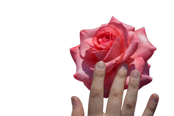 istock Fresh rose isolated on white. Rose flower texture. 2186241331
