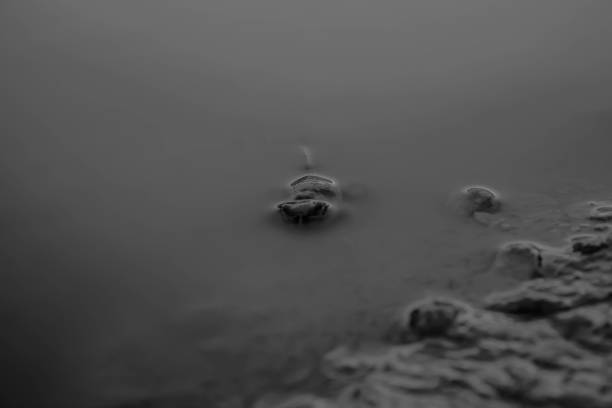 Black and white photograph showing an amphibian swimming in a pond towards the person taking the photograph.
