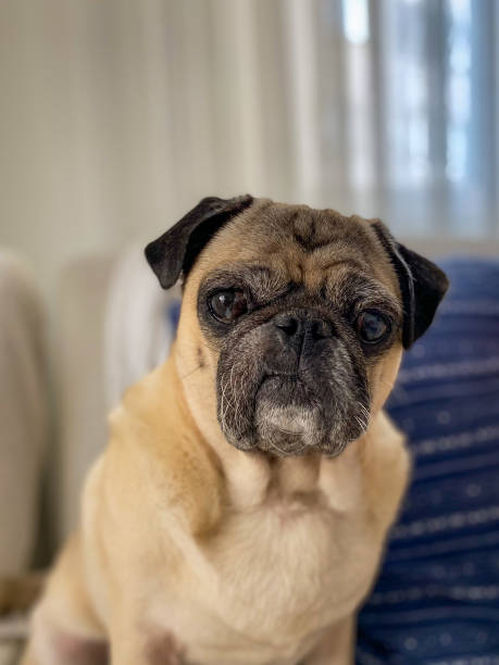 istock Pug dog looking mad at living room 2186246697