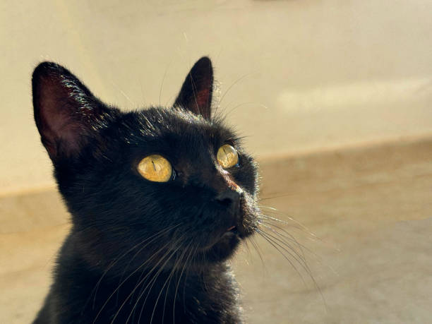 Pretty cat feline looking up