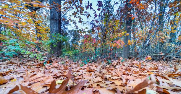 istock Autumn forest scene captured from a low ground perspective with vibrant fallen leaves and colorful foliage 2186252089