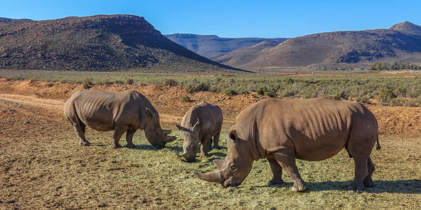 istock white rhino / rhinoceros 2186252584