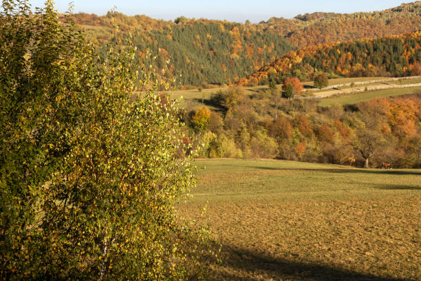Birches and autumn in the distance