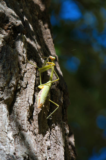 istock A large female praying mantis climbing up a tree trunk 2186255108