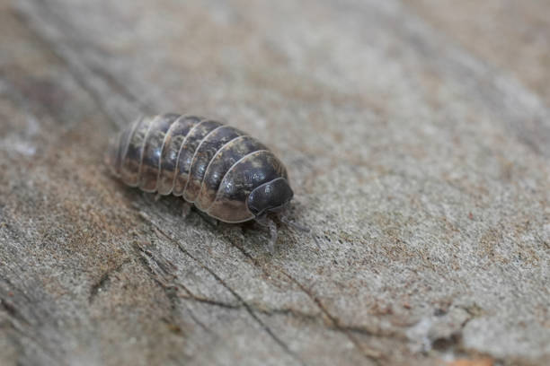istock Closeup on a Common grey colored pill-bug, Armadillidium vulgare sitting on wood 2186256000