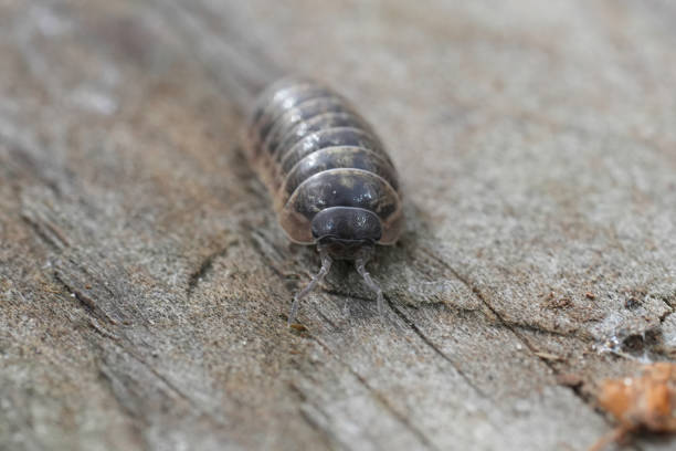 Armadillos are New World placental mammals in the order Cingulata. They form part of the superorder Xenarthra, along with the anteaters and sloths.