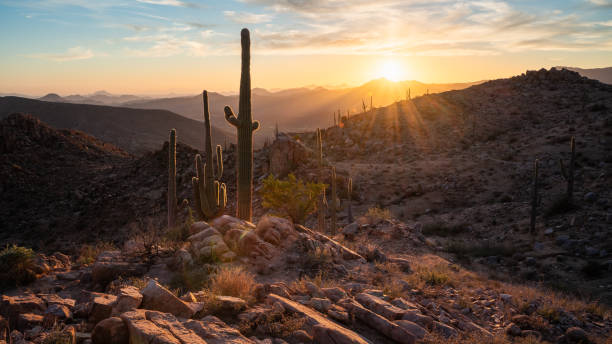 istock Saguaro sunset amongst in Sonoran Desert 2186257444