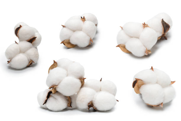 istock Cotton flower branch isolated on white background. 2186260453