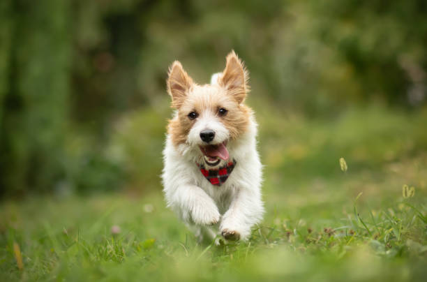 istock Happy active dog running in the grass, puppy hyperactivity 2186263306