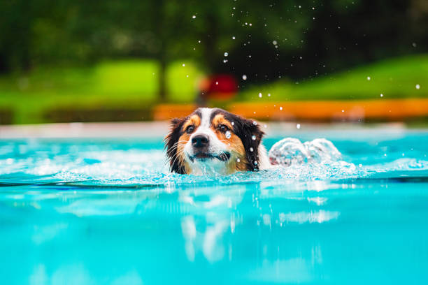 istock Australian Shepherd Swimming in Sparkling Blue Pool with Water Droplets 2186265013
