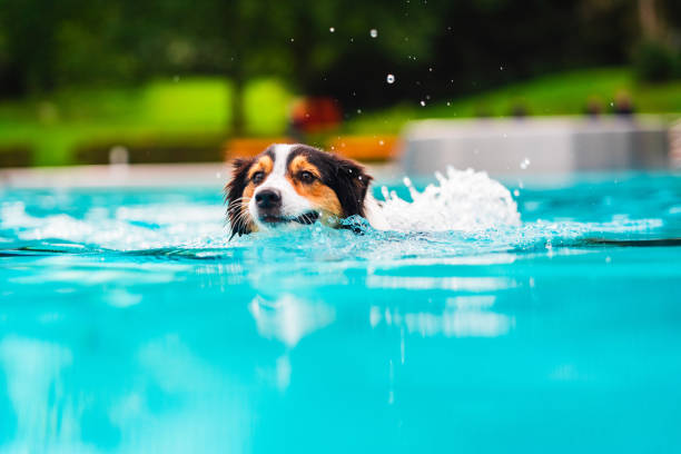 istock Australian Shepherd in Saphire Blue Water Splashing Droples While Swimming in the Pool 2186265210
