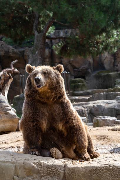 istock Big brown bear looks forward sitting on the rock resting 2186267537